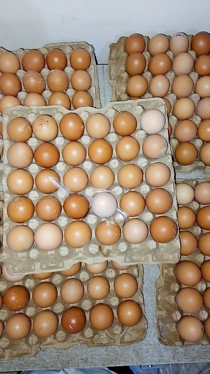 Œufs frais en palette