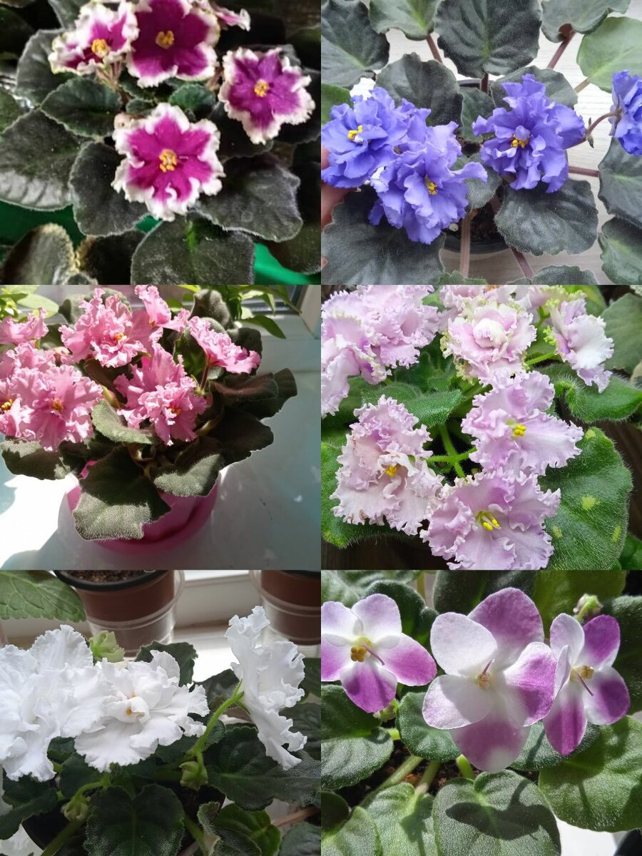 Фиалки сортовые оптом ив розницу от 80до 300сомов