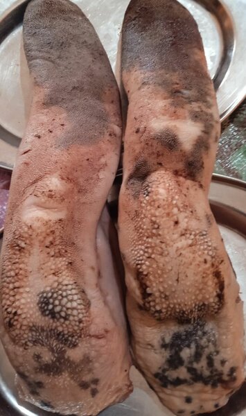 Langues de bœuf fraîches