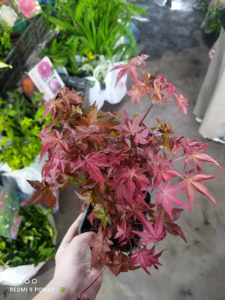 Клён краснолистный