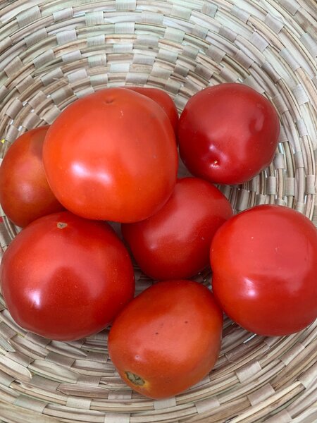 Tomates Rouges Fraîches