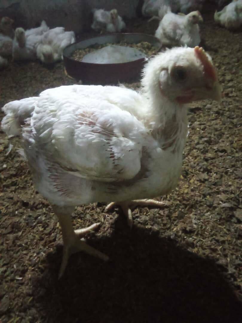 Poulet frais emballé sous vide