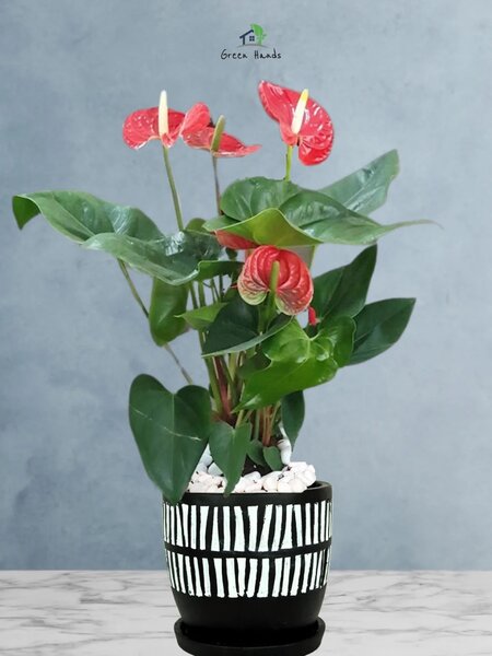 Anthurium Plant (indoor)
