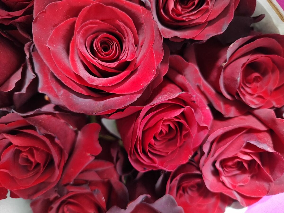 Роза голандская Експловер