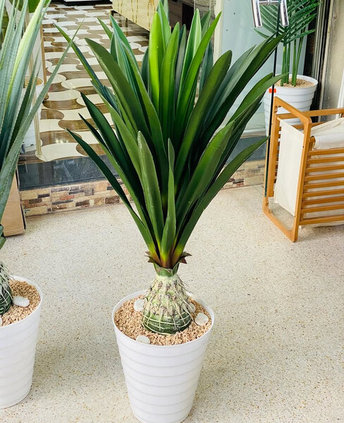 Plante d'intérieur Yucca
