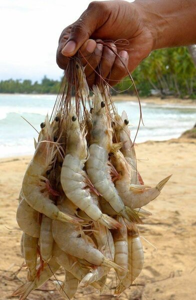 Crevettes fraîches de plage N3