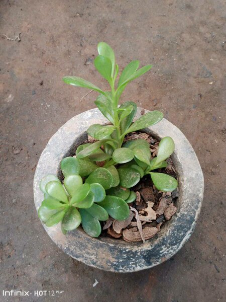 plantes vertes d'intérieur