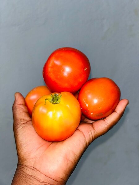 Tomates fraîches bio