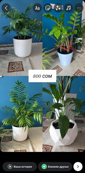 Комнатные цветы