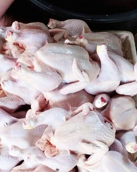 Poulet entier frais
