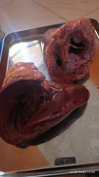 Cœur de Bœuf Frais