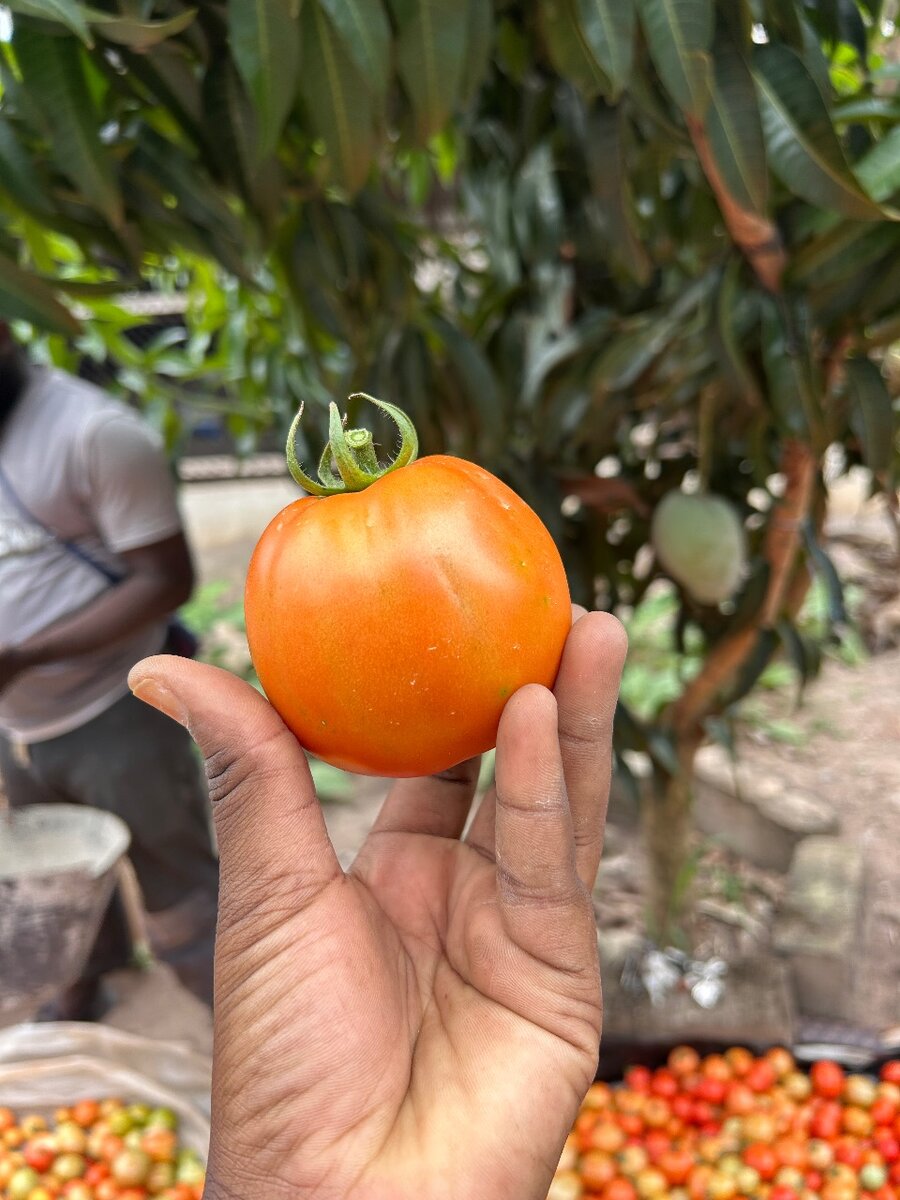 Tomates fraîches bio