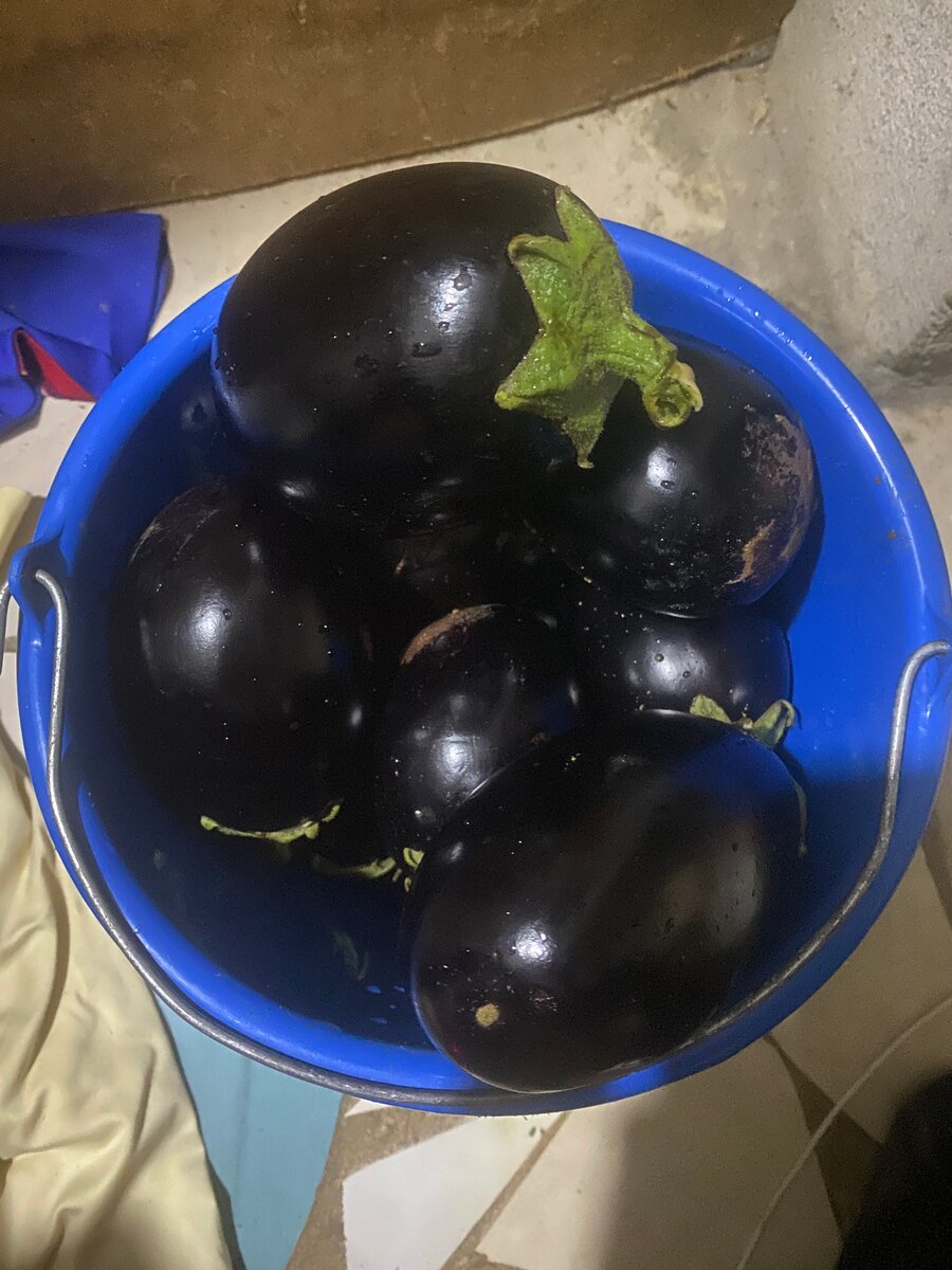 Aubergines fraîches bio