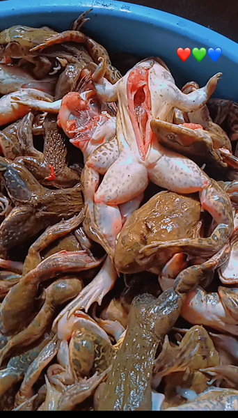 Cuisses de grenouille fraîches