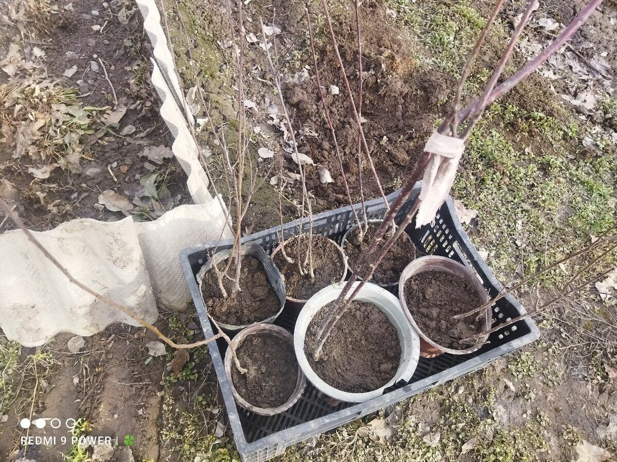 Японская сакура