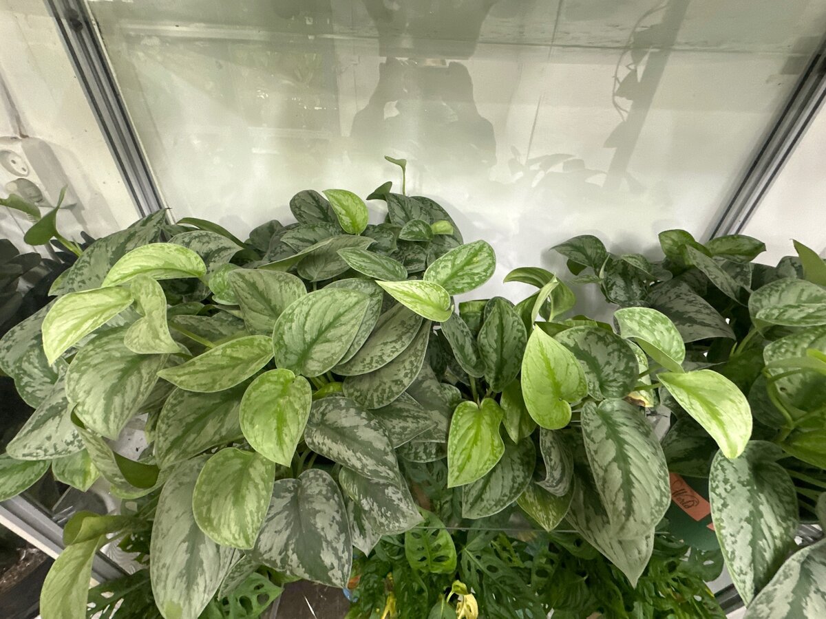 Самые красивые сорта сциндапсуса: Очарование природы в вашем