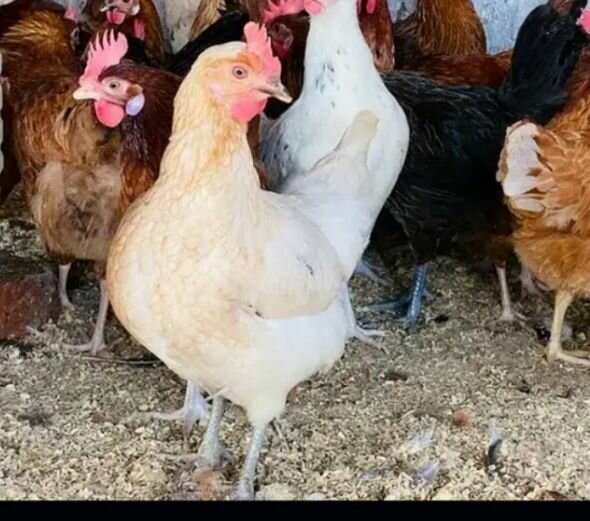 Pure Organic Desi eggs