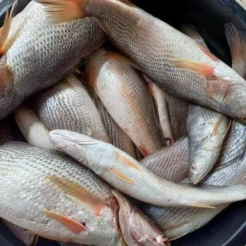 Sosso / Bare / Capitaine