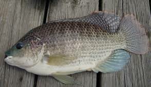 Poisson Tilapia Frais