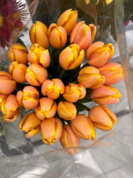 Тюльпан оптом