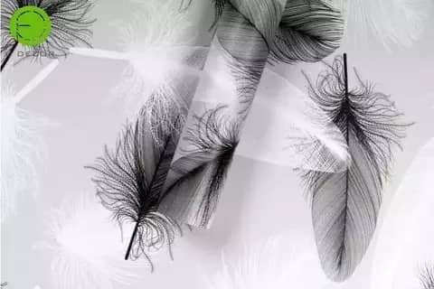 Papier peint motifs plumes élégant