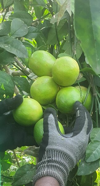 Citrons Meyer(par kg)