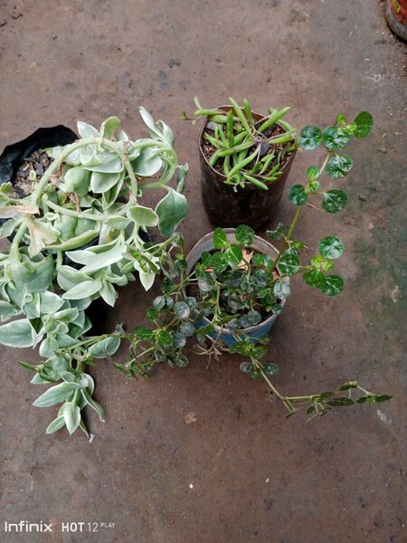 plantes vertes d'intérieur