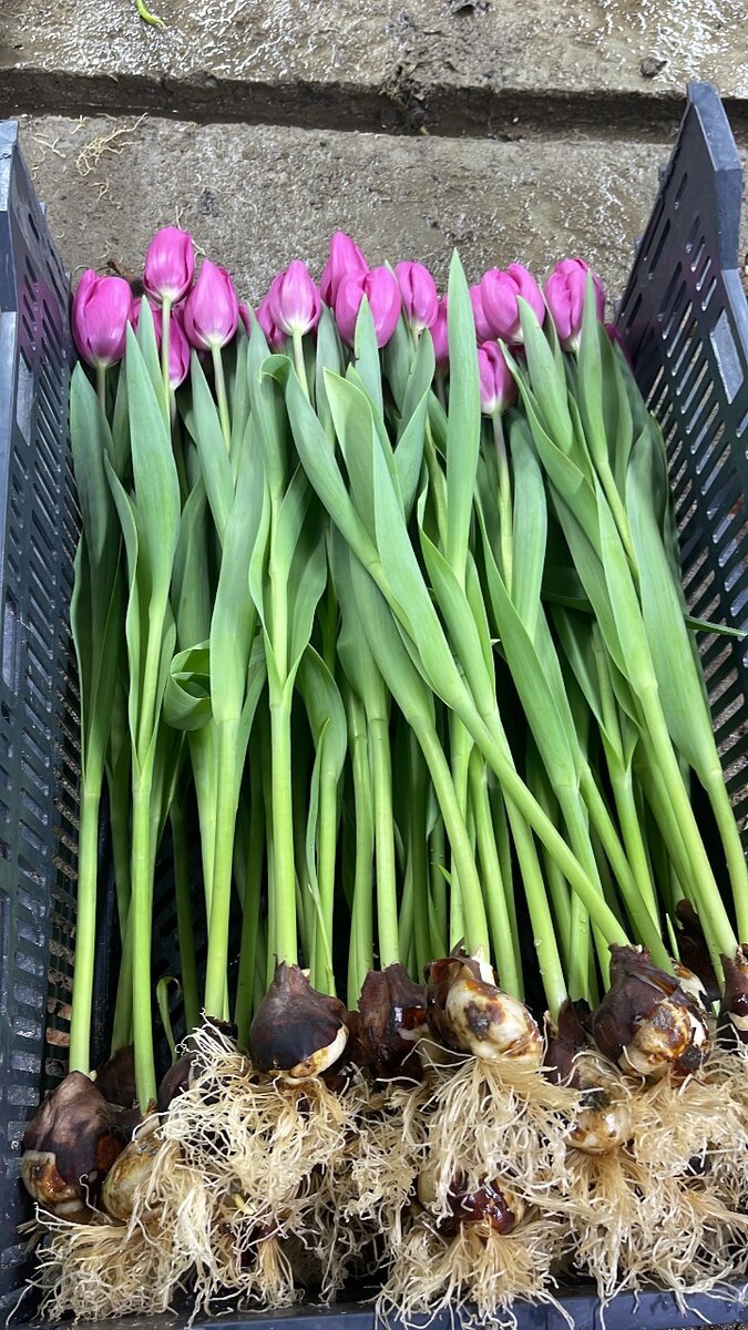 Голландские Тюльпаны оптом и в розницу