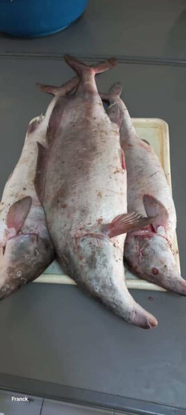 Flyper, crevettes, sa