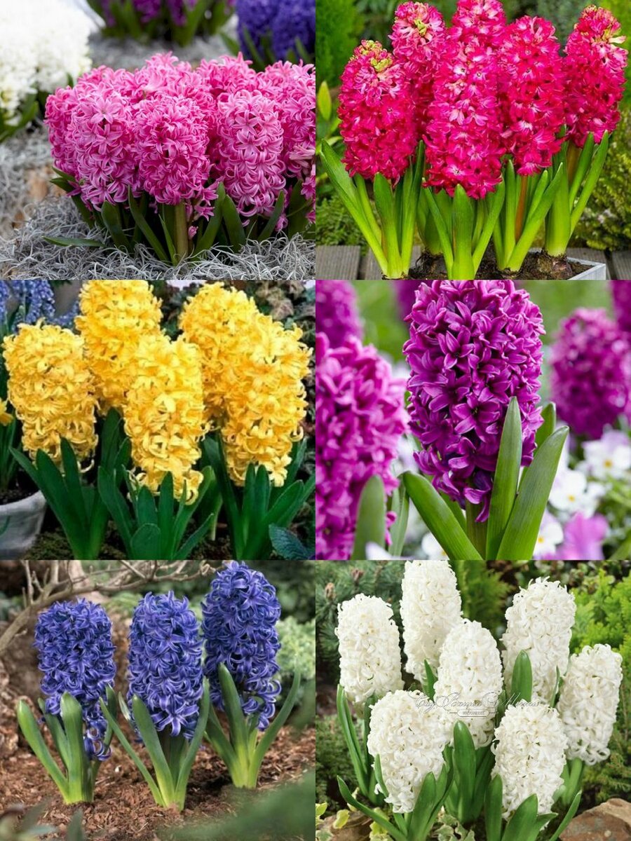 Тюльпаны,гиацинты, крокусы