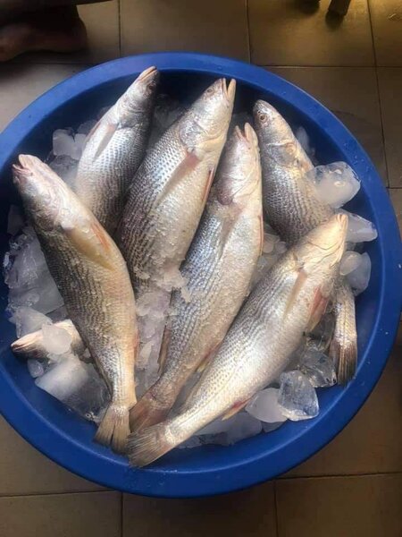 Poisson sosso kilo a 3000f