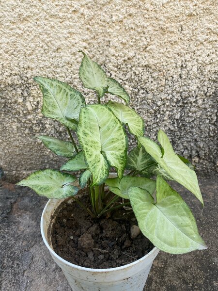 Arrowhead Plant (Syngonium podophyllum)