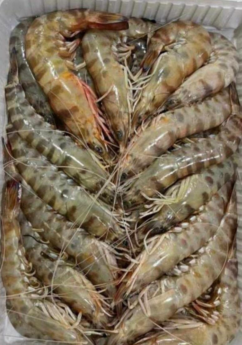 Gambas