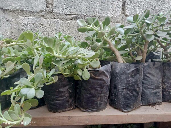 plantes vertes d'intérieur