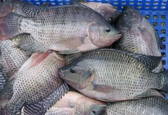 Tilapia fraîche 500/800g