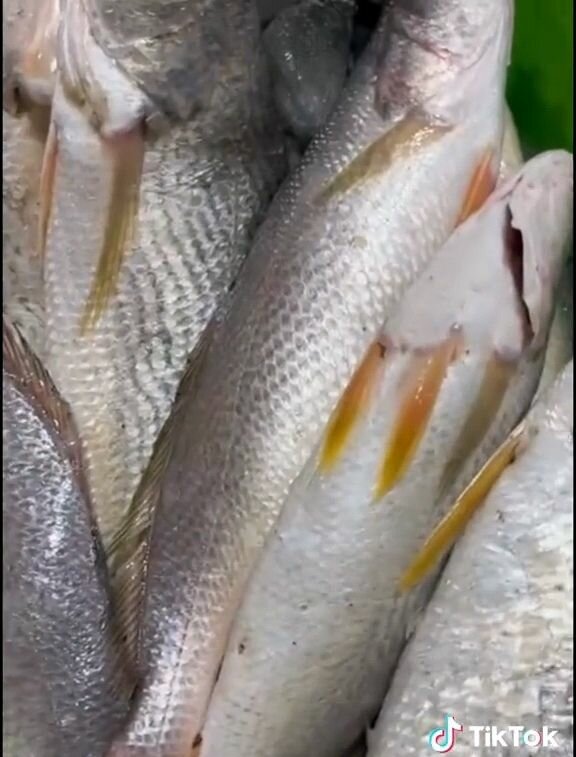 Crabes et poissons frais