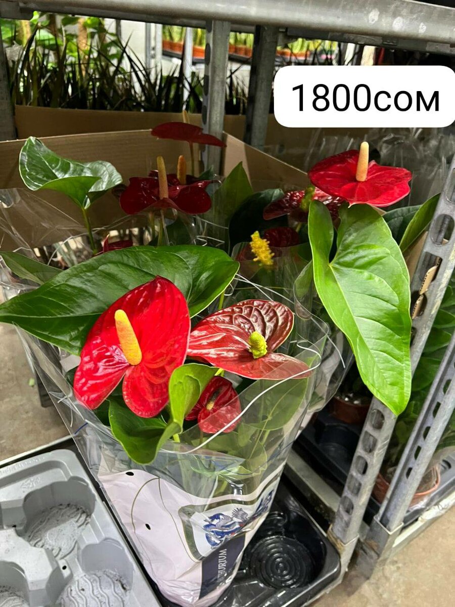 Комнатные цветы