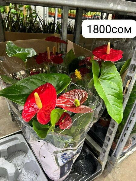 Комнатные цветы