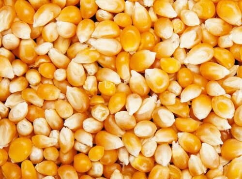 Graines de maïs pour popcorn