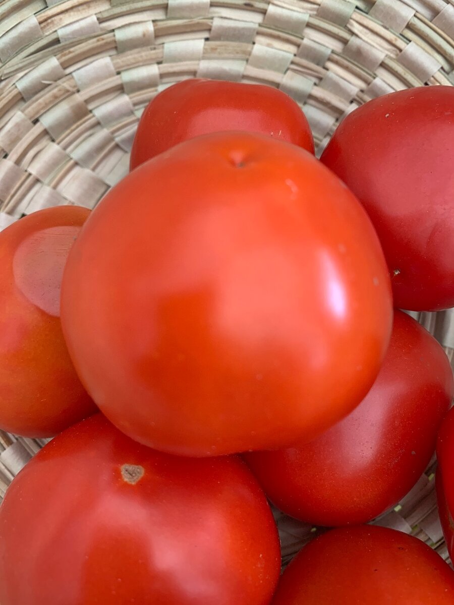 Tomates Rouges Fraîches