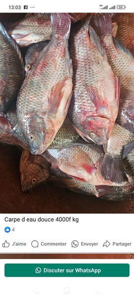 Carpe d'eau douce fraîche