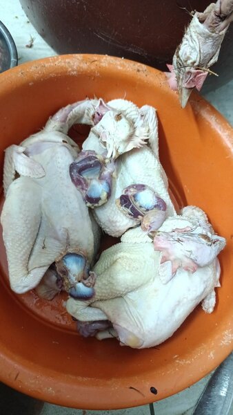 Pondeuses locale fraîche