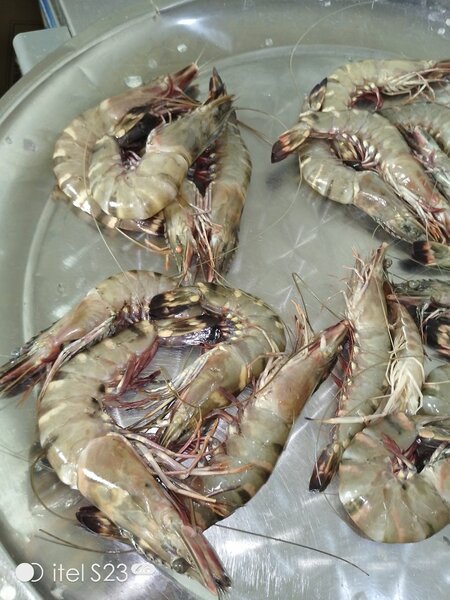 Crevettes fraîches premium