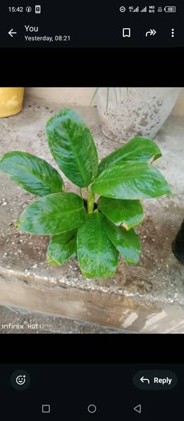 plantes vertes d'intérieur