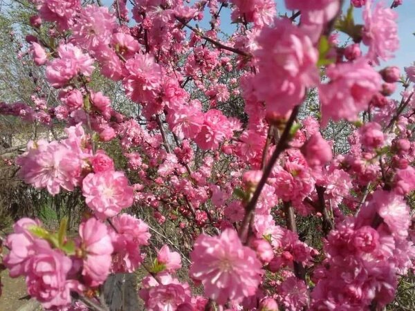 Японская сакура