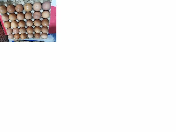 Oeufs bio frais plaquette 2600