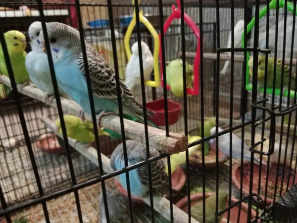 Australian budgies 2 pairs at discounted price