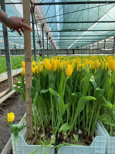 Голландские Тюльпаны оптом/р.