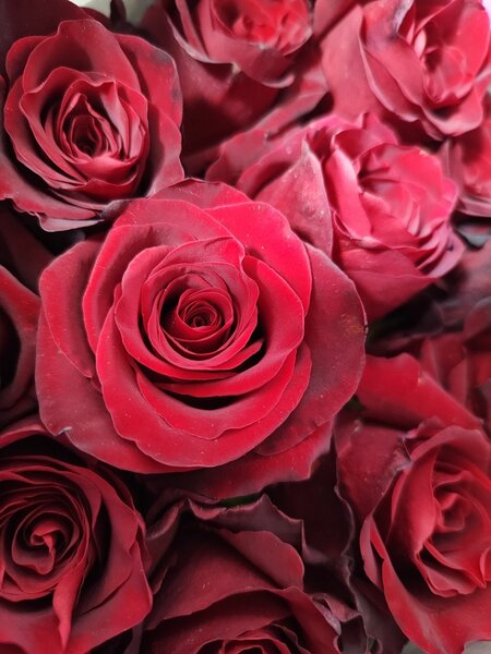 Роза голандская Експловер