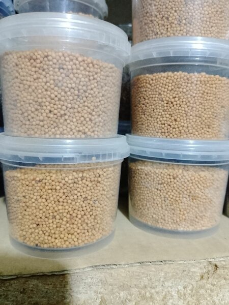 Graines de Moutarde en Pot